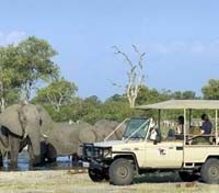 Savute Game Drive